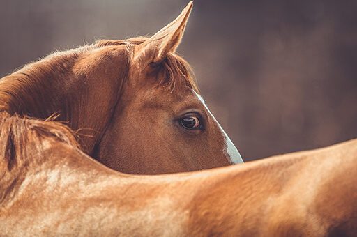 Bindehautentzündung beim Pferd