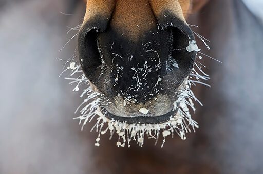 Bronchitis beim Pferd
