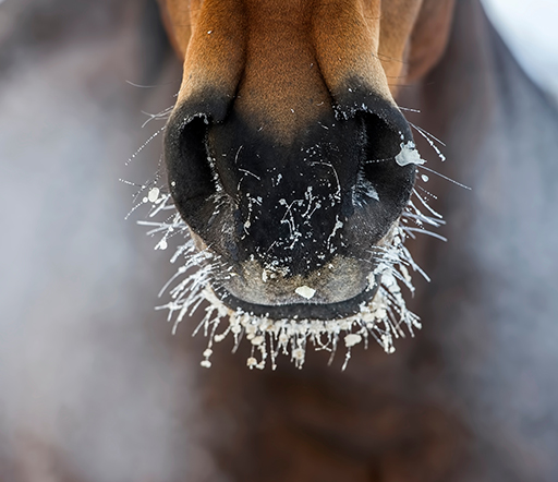 Bronchitis beim Pferd: sehr häufig und gefährlich