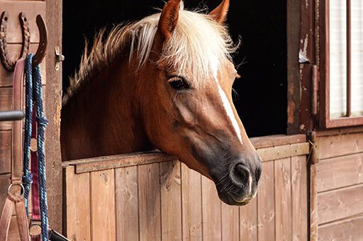 Alopezie beim Pferd: Betroffene Tiere haben kein so schönes Haarkleid mehr wie dieser Haflinger.