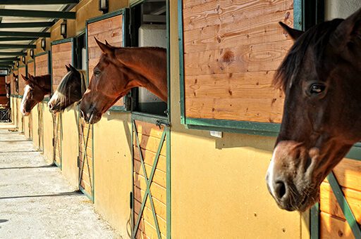 Stallhaltung kann Dämpfigkeit fördern.