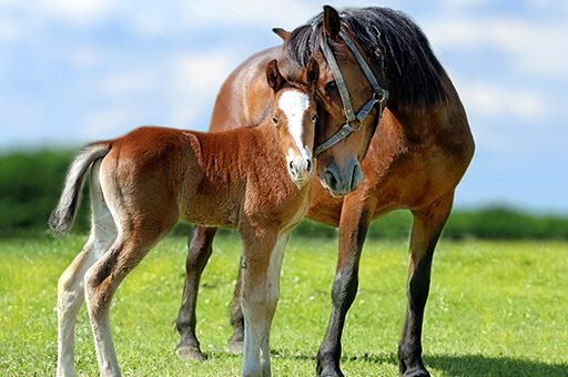 Die hochansteckende Druse tritt vor allem bei Fohlen und jungen Pferden besonders häufig auf.
