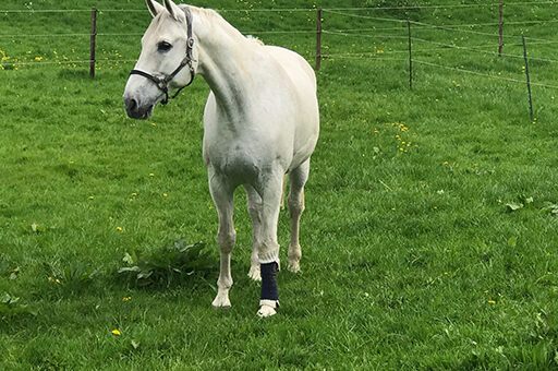 Der Einschuss beim Pferd wird meist mit Antibiotika und einem Angussverband wie auf diesem Foto behandelt.