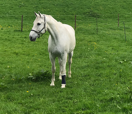 Einschuss beim Pferd: Die Phlegmone