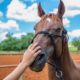 Equines Cushing Syndrom muss unbedingt behandelt werden, damit das Pferd beschwerdefrei leben kann.