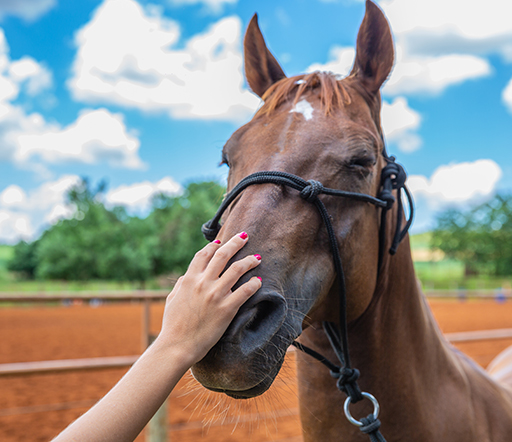 Equines Cushing Syndrom beim Pferd: eine Hormonstörung