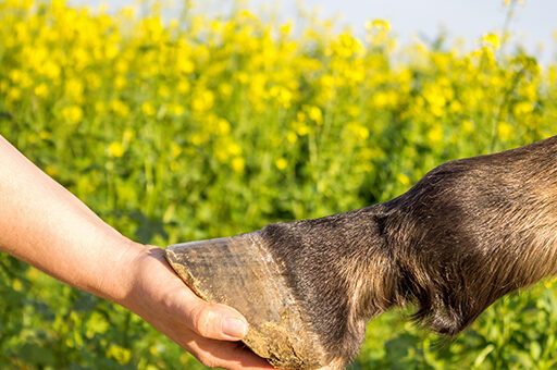 Hufrollenentzündung
