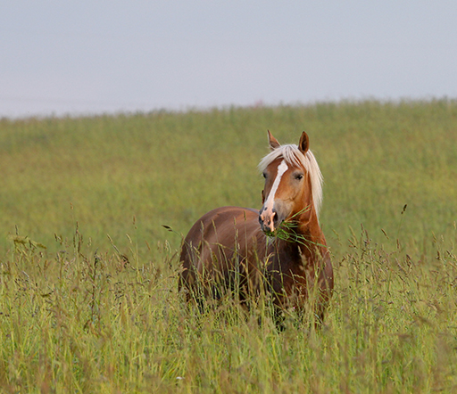 Kehlkopfpfeifen: Wenn das Pferd „tönt“