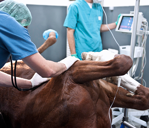 Kolik beim Pferd – eine der schlimmsten Pferdekrankheiten überhaupt
