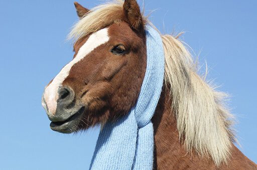 Lungenentzündung beim Pferd
