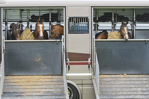 Die Ausbreitung von Rotz beim Pferd wird unter anderem durch ein Einfuhrverbot von Pferden aus bestimmten Ländern verhindert.