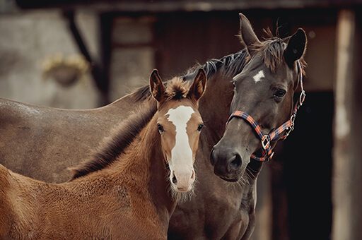 Gerade Zuchtstuten haben ein erhöhtes Risiko, an CEM zu erkranken.