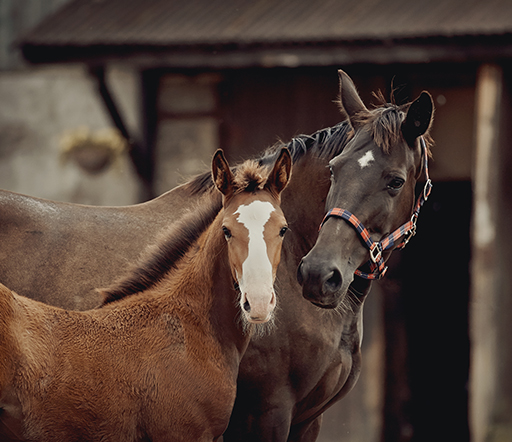 Kontagiöse Equine Metritis: CEM beim Pferd