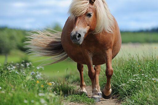 Das Equine Metabolische Syndrom tritt vor allem bei leichtfuttrigen Rassen wie Shetlandponys auf.
