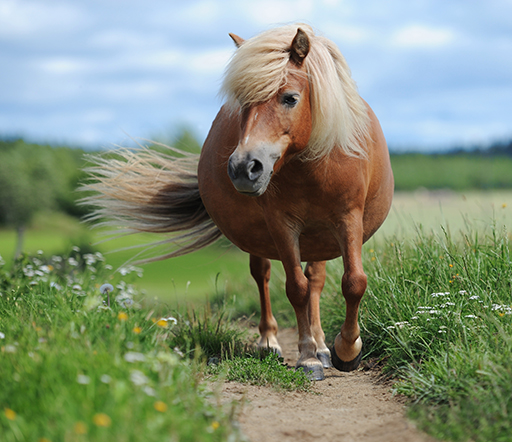 Das Equine Metabolische Syndrom beim Pferd