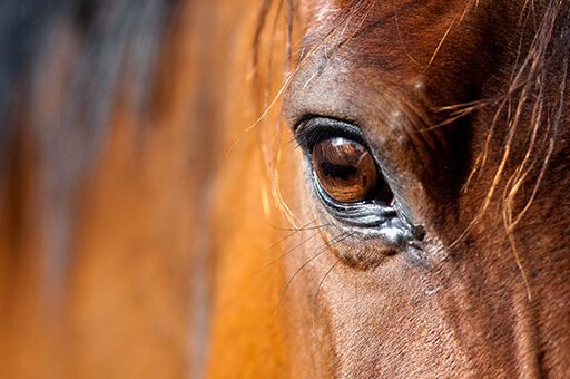 Ein equines Sarkoid tritt sehr häufig am Kopf oder auch an der Unterseite des Bauches auf.