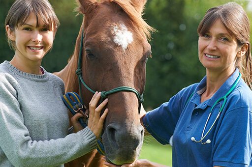 Harnstein beim Pferd