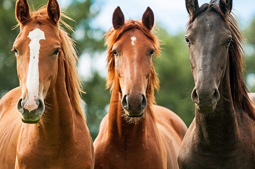Herpes beim Pferd kann ganz unabhängig von Rasse und Alter des Tieres auftreten und ist hochgradig ansteckend.