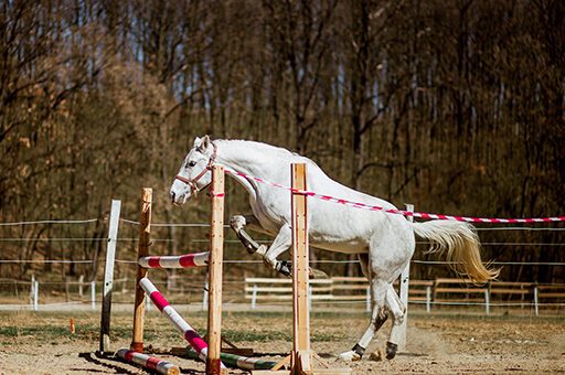 Damit ein Pferd mit Hufbeinsenkung wieder voll einsatzfähig ist, ist eine lange Behandlung notwendig.