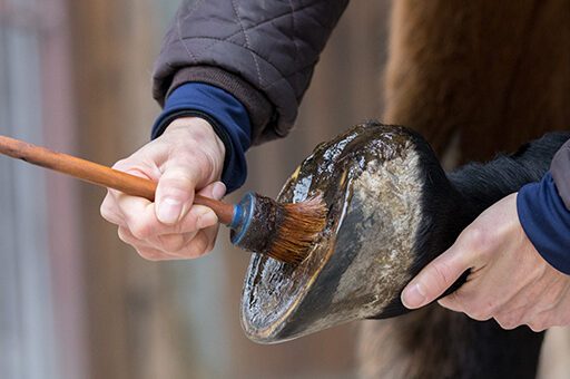 Die richtige Hufpflege ist das A und O bei der Vorbeugung gegen ein Hufgeschwür.