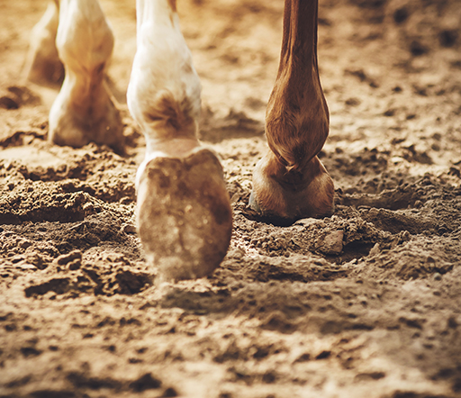 Equiner Hufkrebs: Entzündung der Huflederhaut beim Pferd