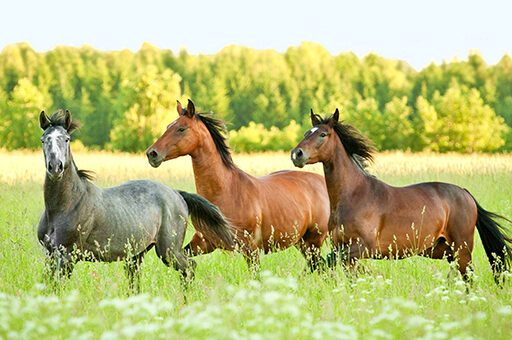Ausreichende Bewegung und eine angemessene Fütterung sind die beste Vorbeugung gegen die gefährliche Hufrehe.