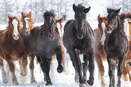 Ausreichende Bewegung ist die beste Vorsorge gegen Kreuzverschlag.