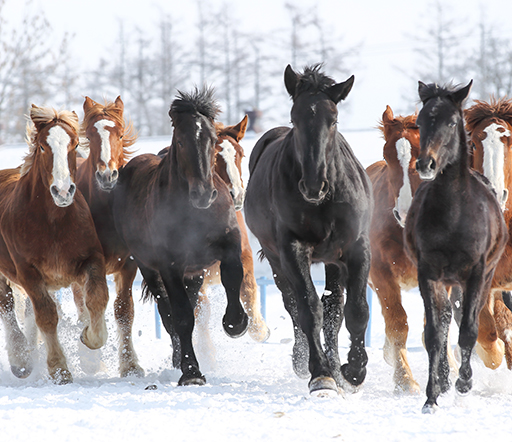 Kreuzverschlag beim Pferd erkennen und behandeln
