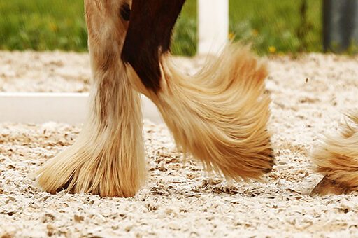 Pferde mit starkem Behang haben ein erhöhtes Risiko, an Mauke zu erkranken.