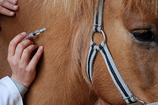Als beste Vorsorge gegen Pferdeinfluenza hat sich die Impfung erwiesen.