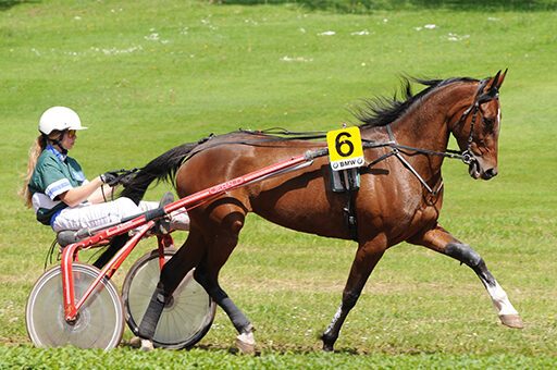 Gerade Traber und andere Turnierpferde sind häufig von Spat beim Pferd betroffen.