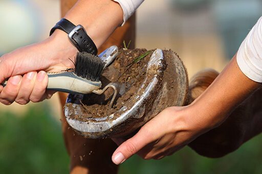 Strahlfäule beim Pferd muss unbedingt durch Ausschneiden und Desinfizieren behandelt werden.