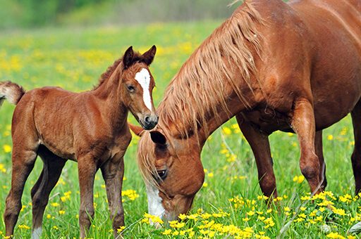 Die Afrikanische Pferdepest kann alle Pferde und Equiden befallen, kam jedoch in Deutschland bisher noch nicht vor.