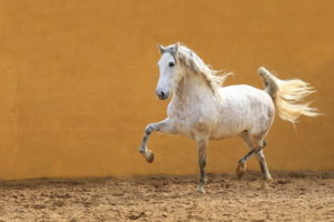 Ballentritt beim Pferd: Schmerzhafte Verletzung