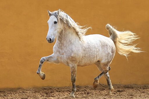 Gerade Rassen wie der Araber neigen aufgrund ihrer raumgreifenden Gänge zu einem Ballentritt beim Pferd.
