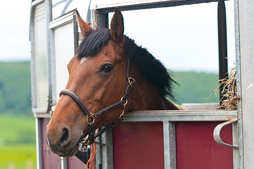 Die Beschälseuche ist in Deutschland ausgerottet, kann aber durch importierte Pferde wieder auftreten.