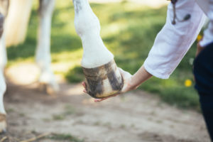 Bockhuf beim Pferd: Was tun?