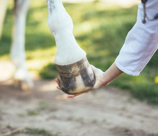 Bockhuf beim Pferd: Was tun?