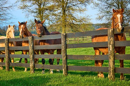 Die Borna-Krankheit beim Pferd kann alle Rassen und Altersklassen betreffen.