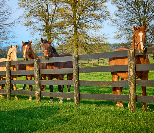 Die Borna-Krankheit beim Pferd