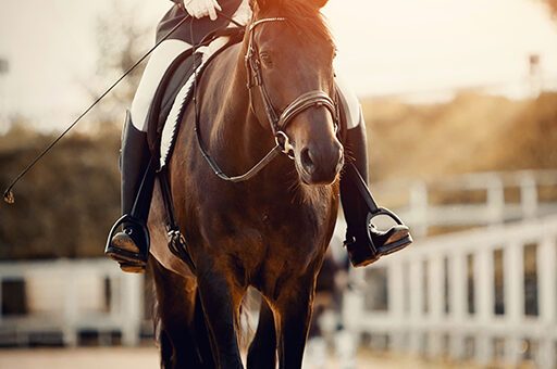 Um Ladendruck beim Pferd zu vermeiden, sollte man auf den korrekten Sitz und die passende Größe des Gebisses achten.
