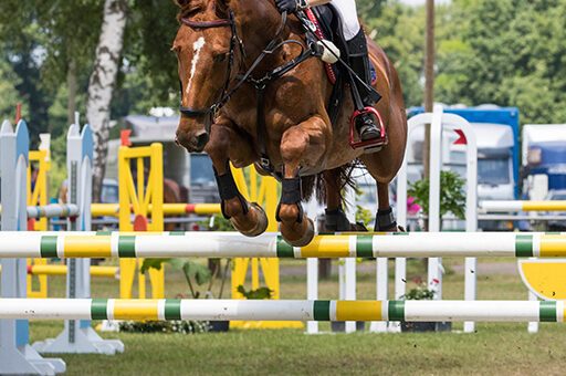 Leist beim Pferd entsteht vor allem durch Überlastung, also gerade bei Turnierpferden.