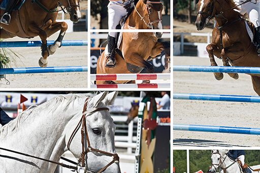 Eine Nackenbandverkalkung beim Pferd tritt besonders häufig bei Sportpferden auf.