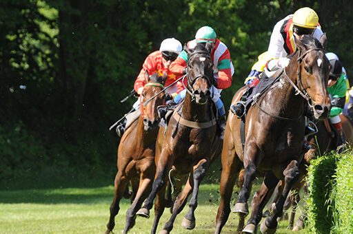 Stark beanspruchte Vierbeiner haben ein erhöhtes Risiko für Schale beim Pferd.