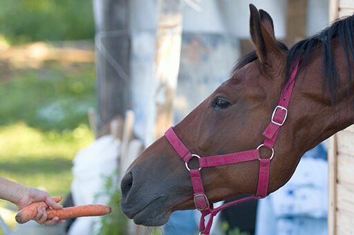 Möhren sollte man nie in kleinen Scheiben verfüttern, da sie dann schnell eine Schlundverstopfung beim Pferd auslösen können.