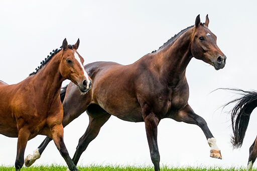 Eine Steingalle entsteht z.B. häufig durch Fremdkörper, also Steine o.Ä., im Huf.
