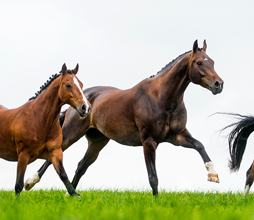 Steingalle beim Pferd: Erkennen und behandeln