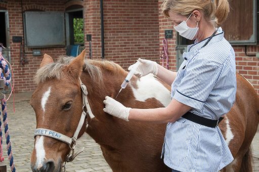 Gegen die Tollwut beim Pferd gibt es eine wirksame Schutzimpfung.