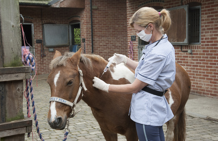 Tollwut beim Pferd: Ursachen und Symptome