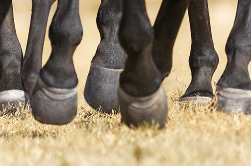 Das Ausschuhen bezeichnet das vollständige Ablösen der Hornkapsel des Pferdehufes.